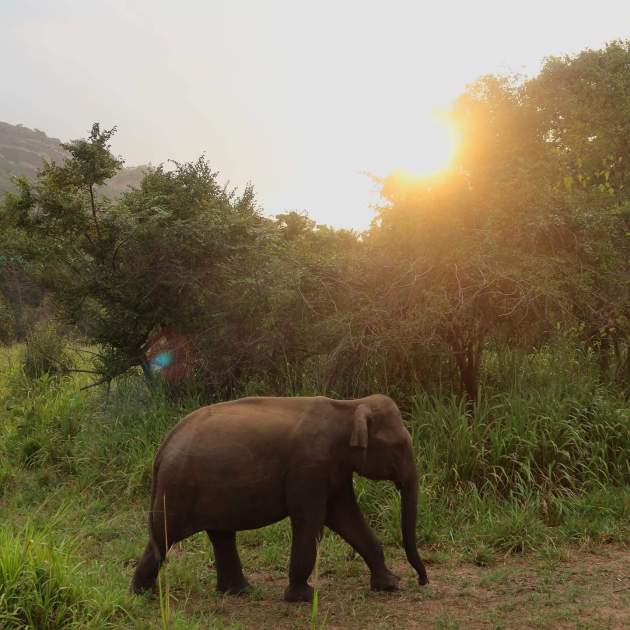 elefante victoria federica Insta