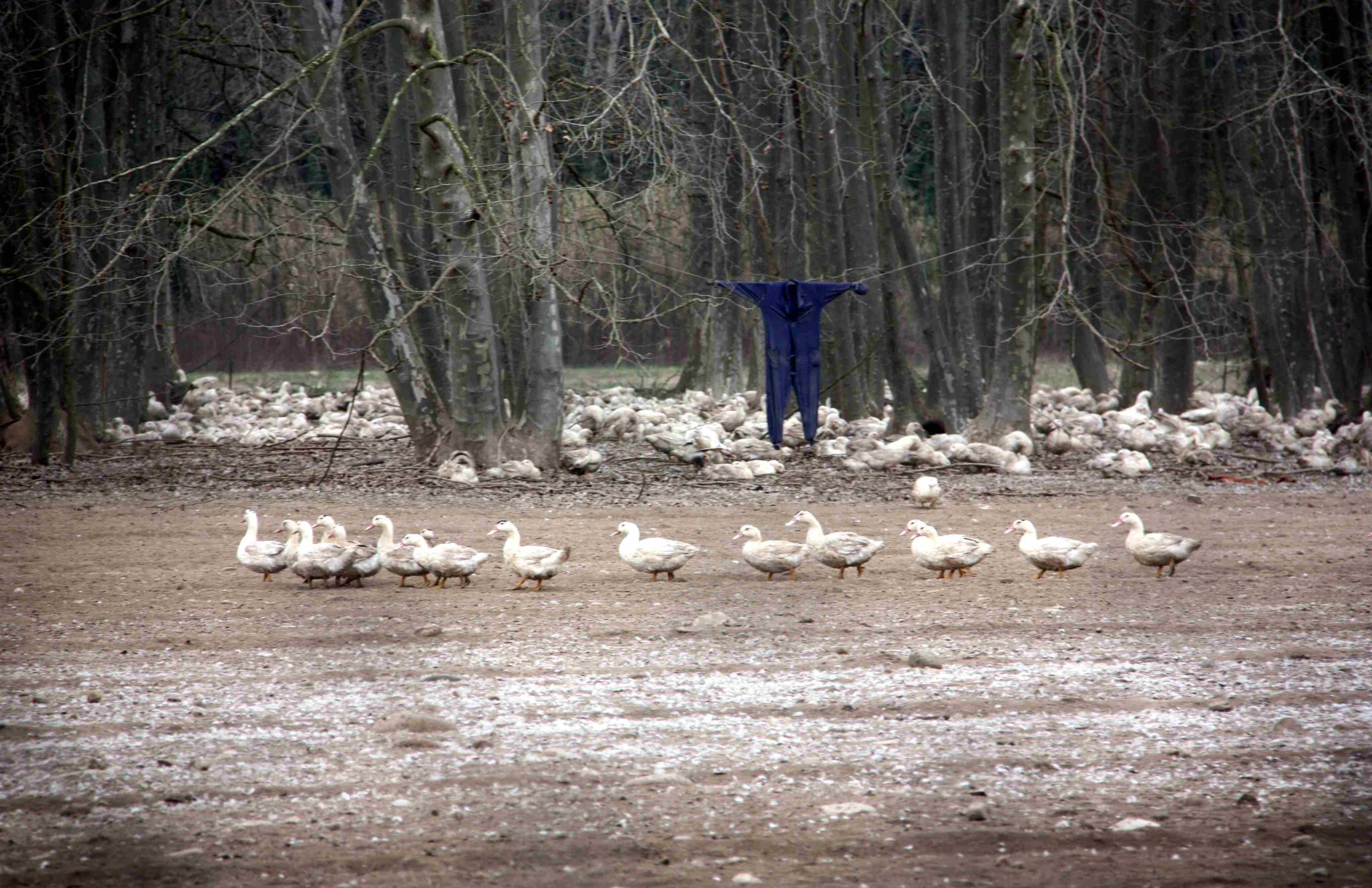 Sacrifican 7.000 patos más al extenderse la gripe aviar en Barcelona y Girona