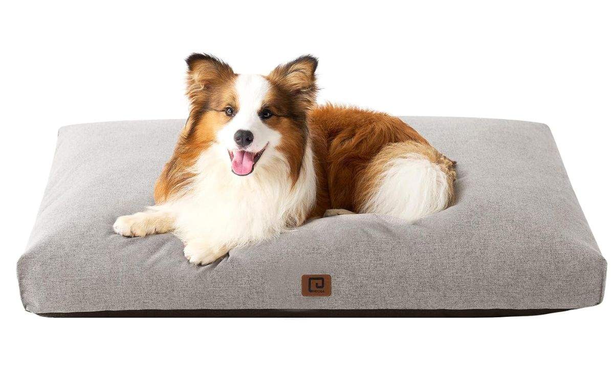 El teu gos es mereix el millor descans, per això et descobrim el llit viscoelàstic d'Amazon per menys de 25 €