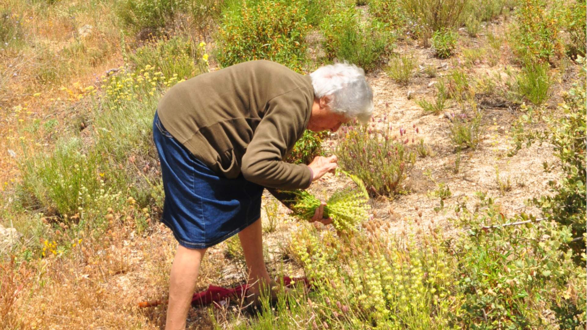 Les plantes medicinals, eina de desenvolupament per a les zones de muntanya