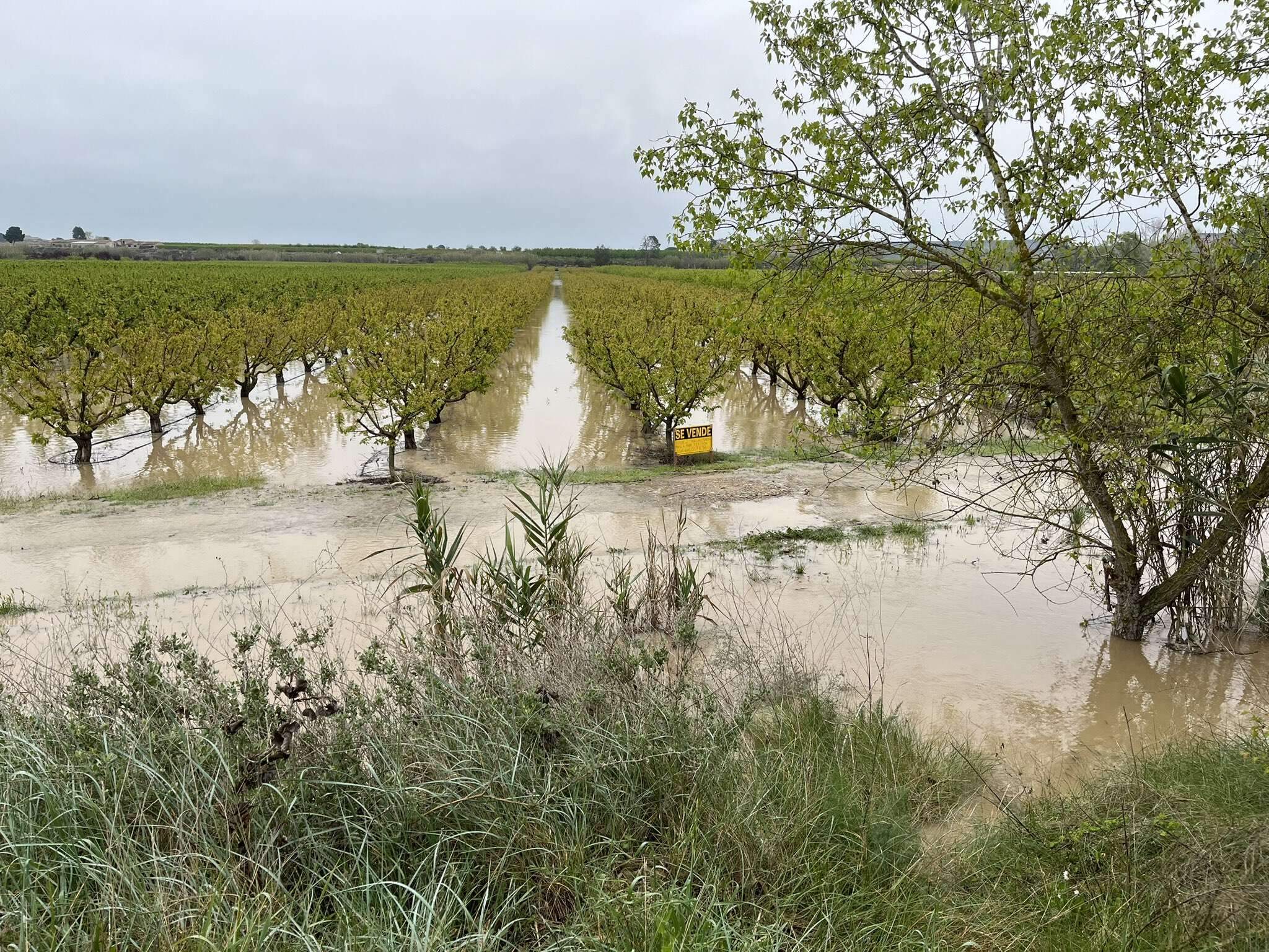 Alerta por la crecida del río Cinca: el aumento del caudal inunda campos de la Granja d'Escarp