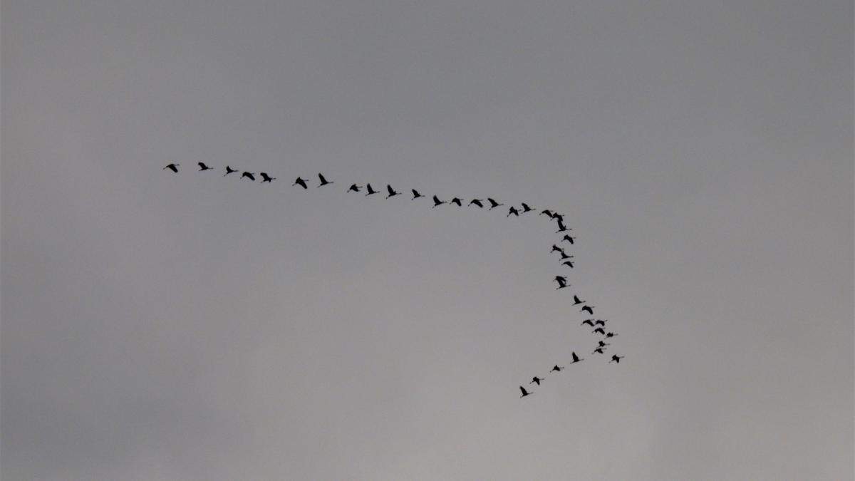 ¿Por qué hay grupos de aves que vuelan en formación?