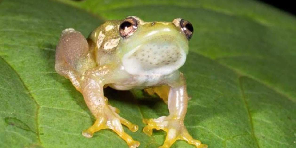 rana rana