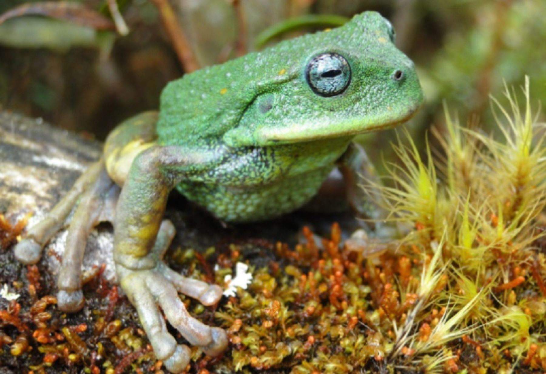 Las ranas también guiñan el ojo si quieren pasar a mayores