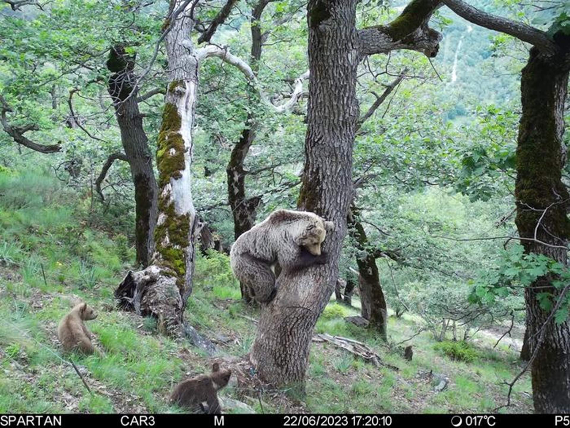 hueso|oso piriney hueso|oso piriney
