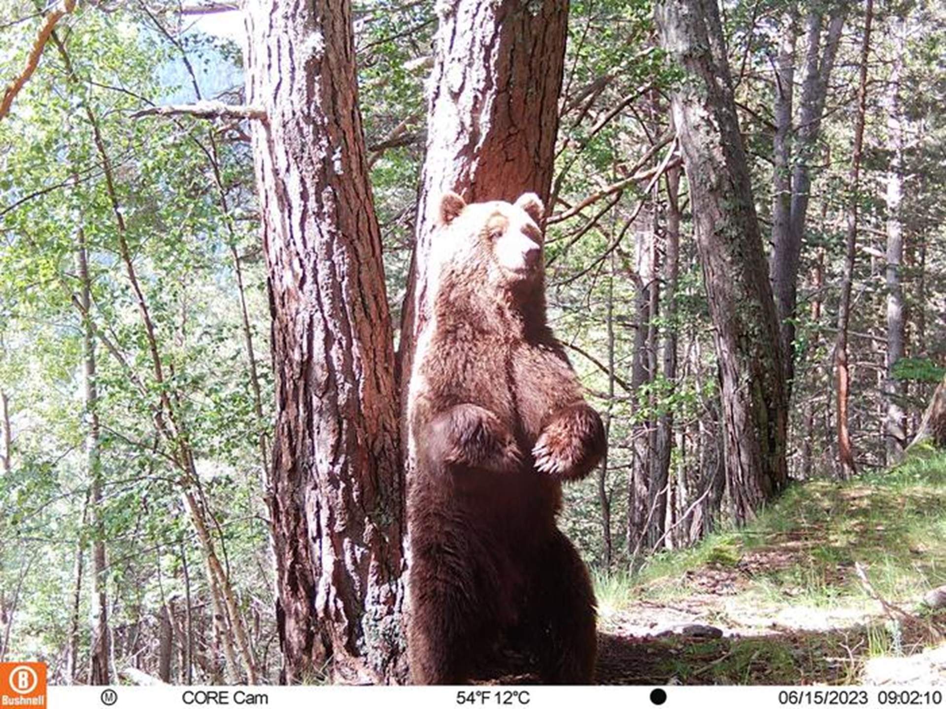 hueso|oso pirineu