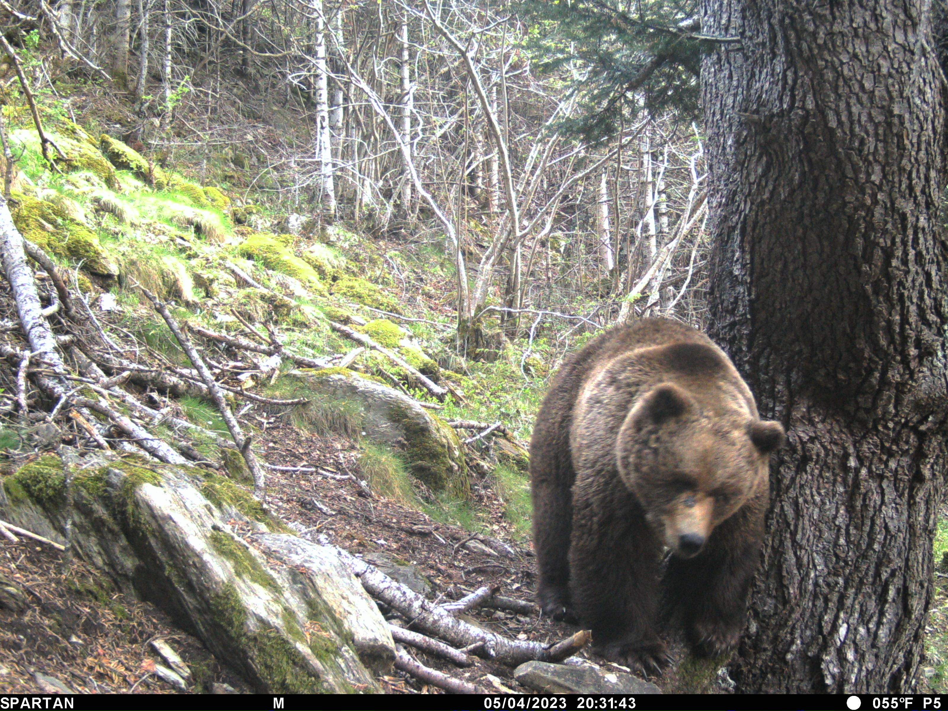 ¿Cuántos osos viven en los Pirineos?
