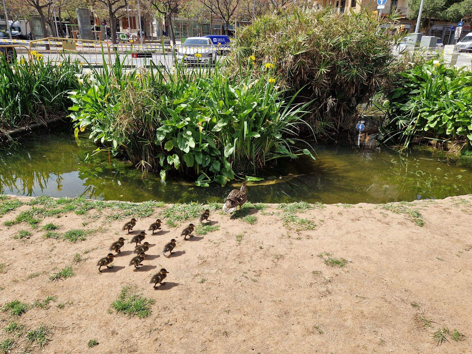 Eleven ducklings hatch in a tiny pond in built-up Barcelona: residents ask council to protect them