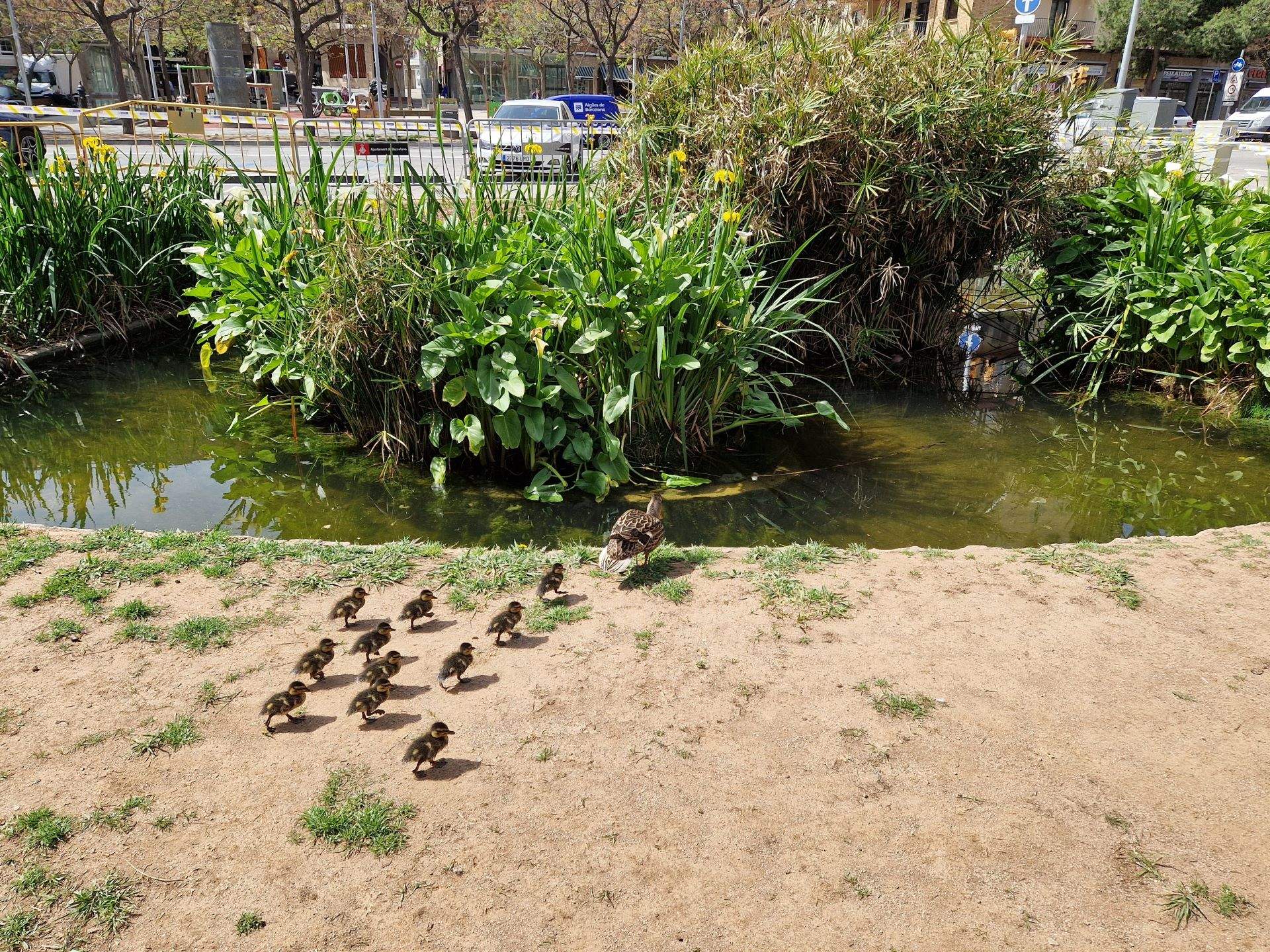 Nacen 11 patitos en el barrio del Congrés y el vecindario reclama al Ayuntamiento que los proteja