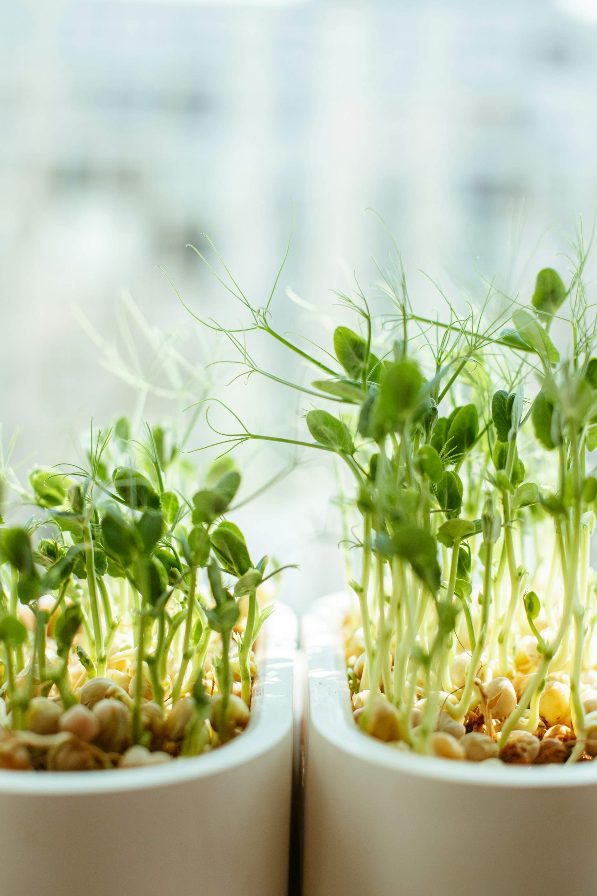 Así se cocinan los berros, el alimento más sano del mundo, según un estudio