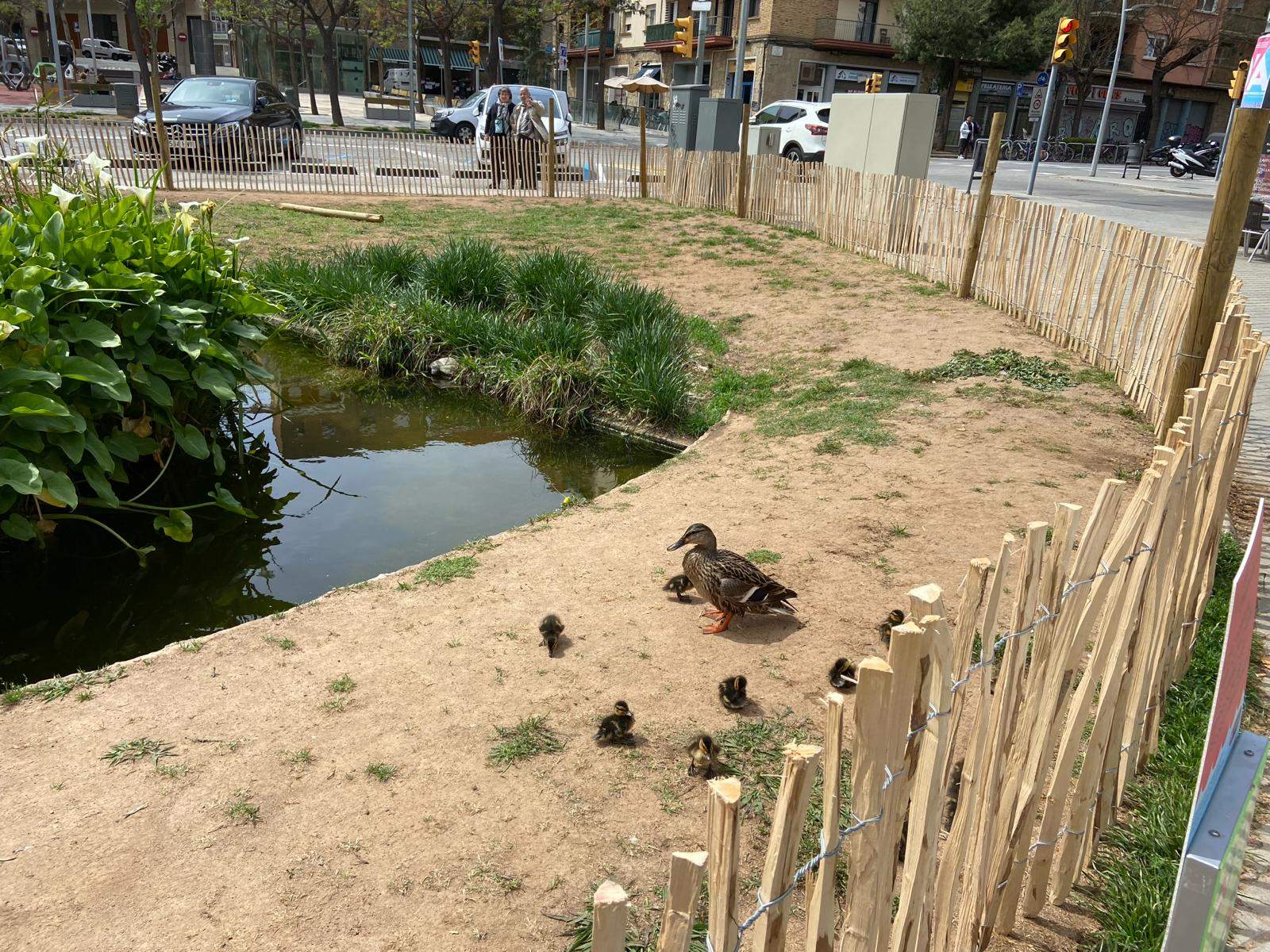 El Ayuntamiento instala una valla para proteger a los patitos de la plaza del Congrés