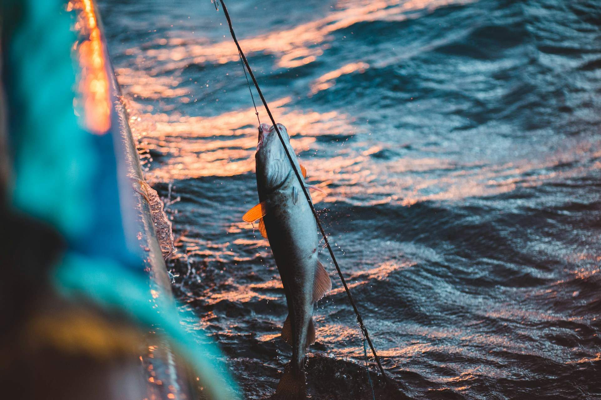 Estos son los tres pescados con más mercurio y metales