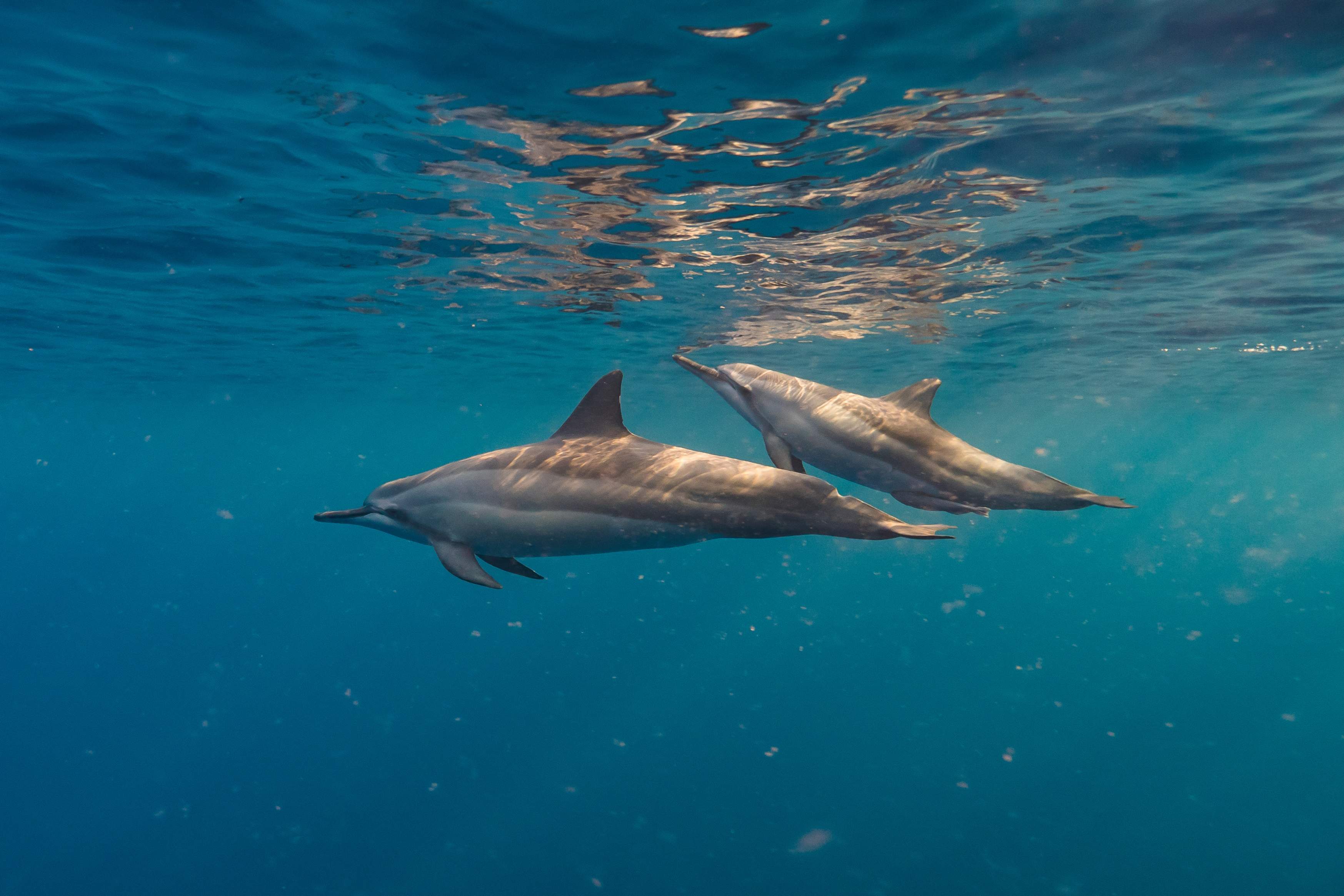 dofins mar