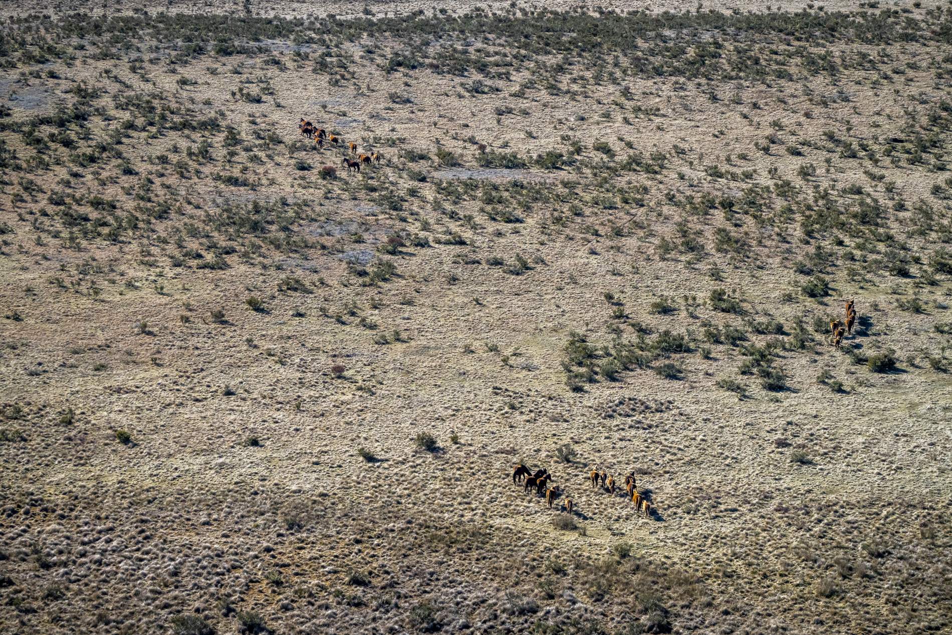 Polémica en Australia: el gobierno aprueba la matanza aérea de miles de caballos salvajes