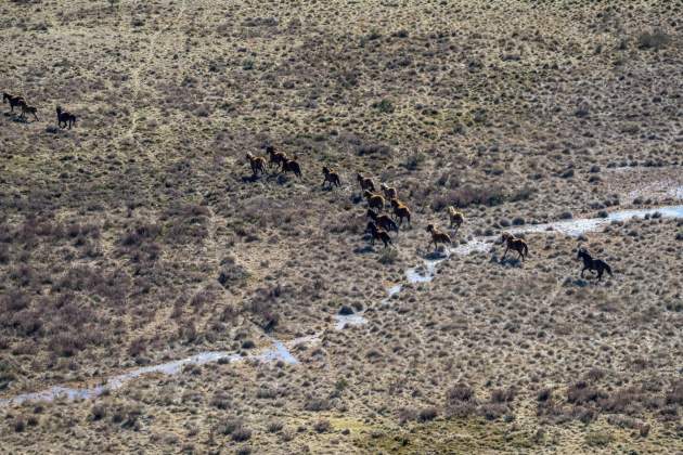 cavalls salvatges australia foto efe cavalls salvatges australia foto efe