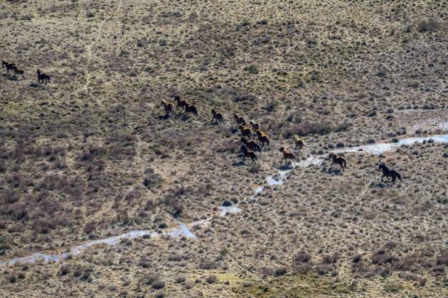 cavalls salvatges australia foto efe