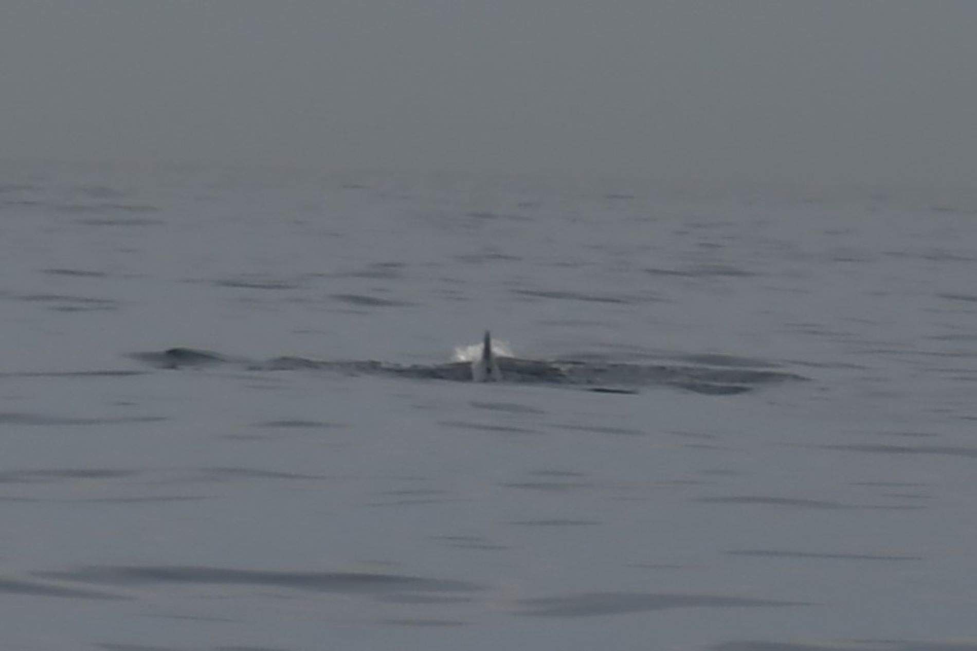 Ballena cerca de Barcelona / Mar a la Vista