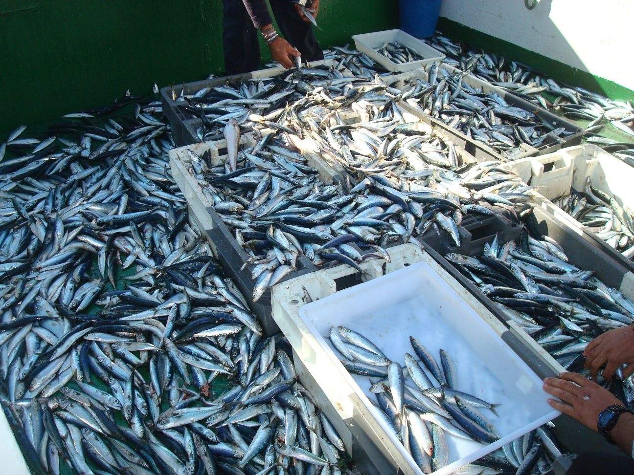 Comer más sardinas y boquerones que carne roja puede evitar hasta 750.000 muertes prematuras