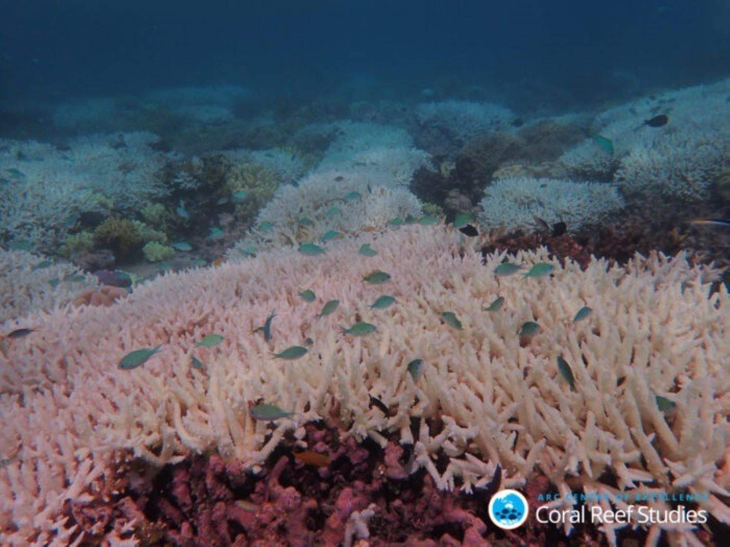 ¿La Gran Barrera Coralina se está muriendo?