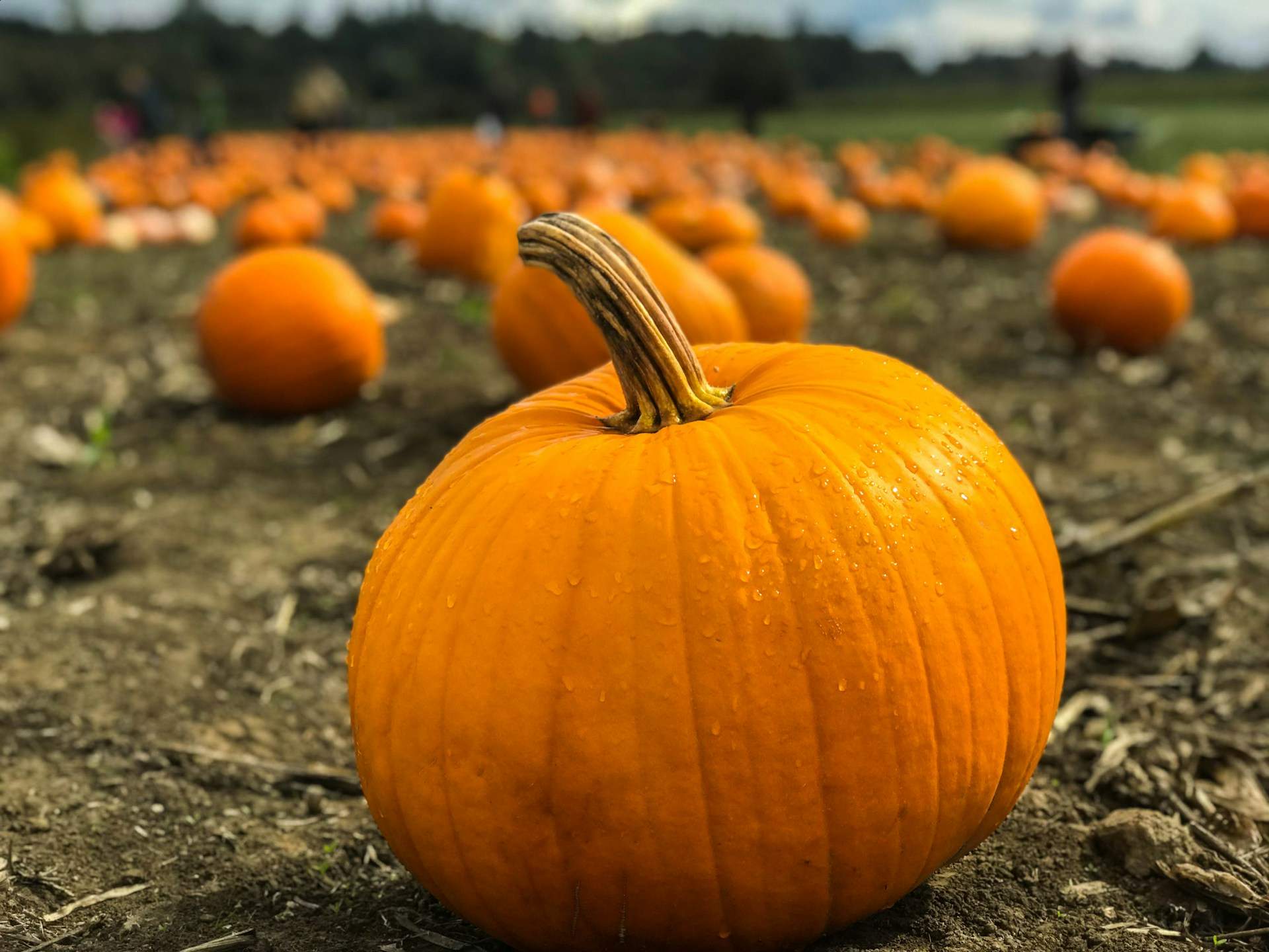 ¿Es la calabaza una fruta? / Foto: unsplash