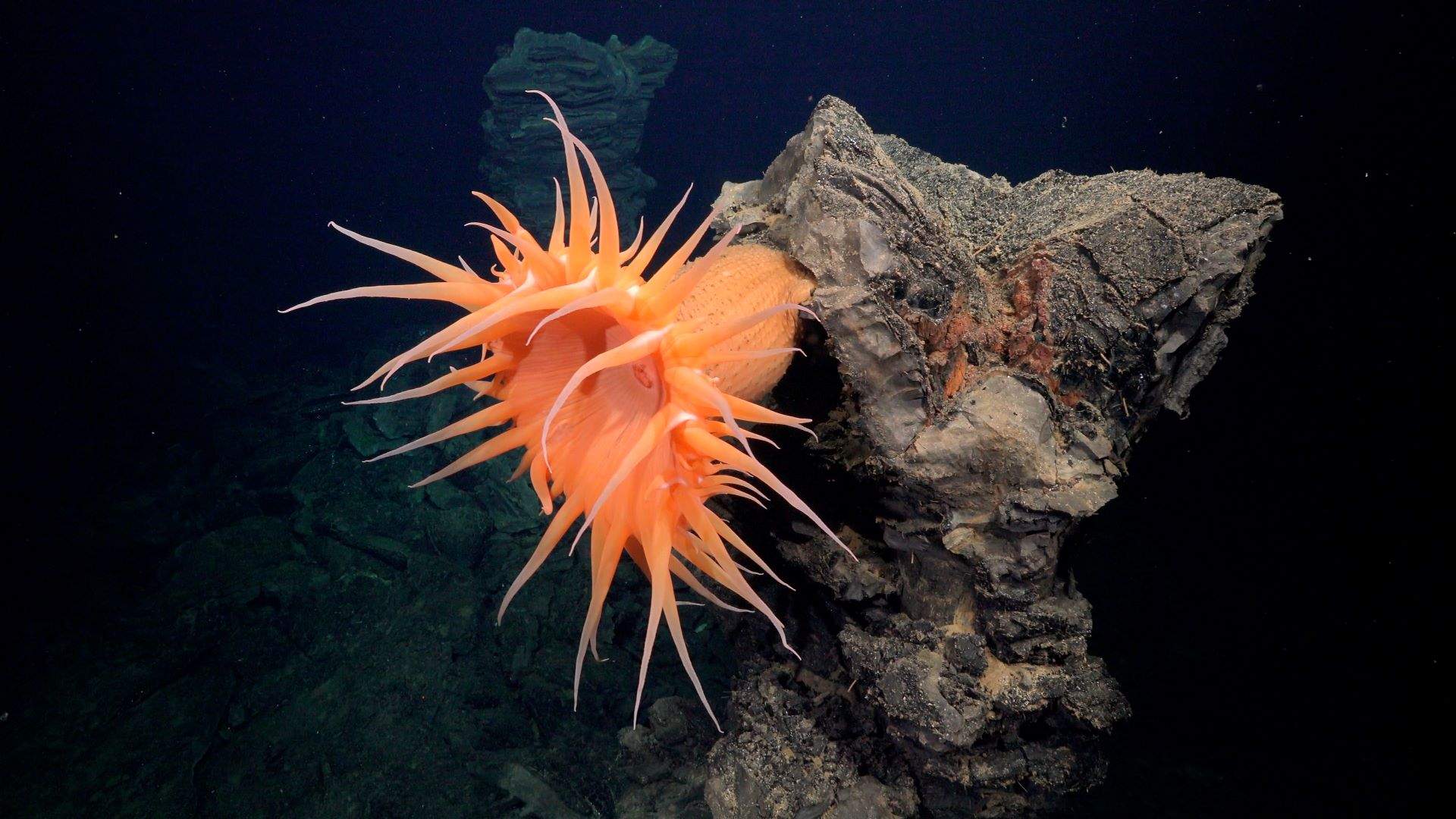 Una investigación liderada por una bióloga catalana descubre más de 50 nuevas especies submarinas