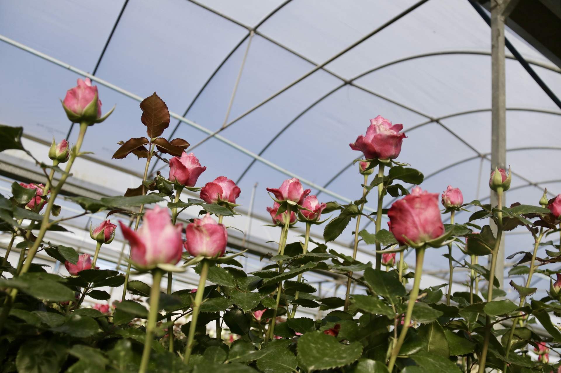 La rosa catalana, en perill: el canvi climàtic i les altes temperatures no afavoreixen el cultiu