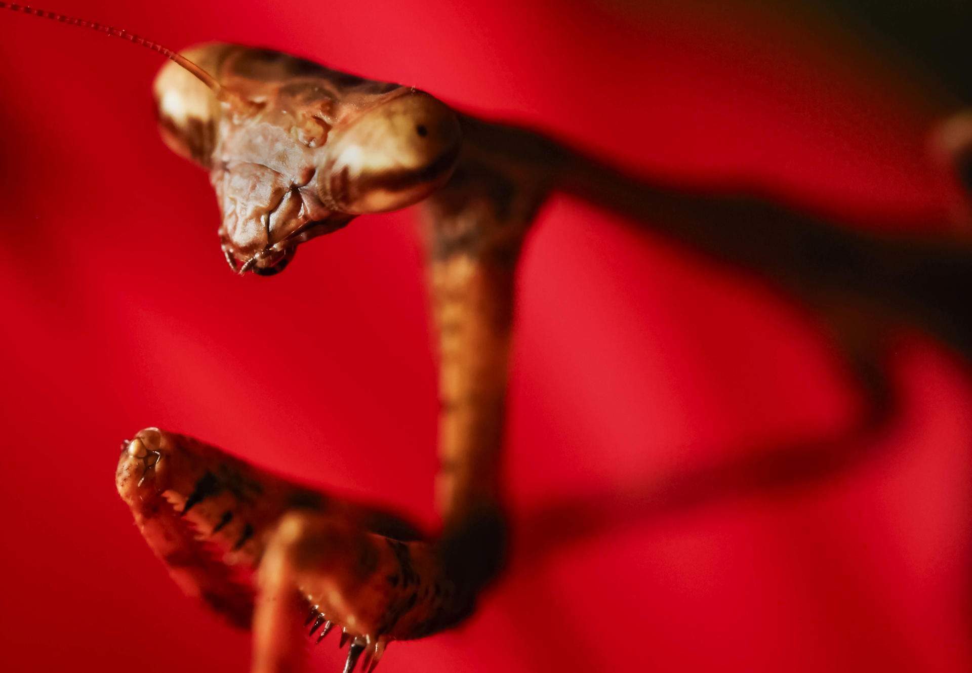 San José (Costa Rica)