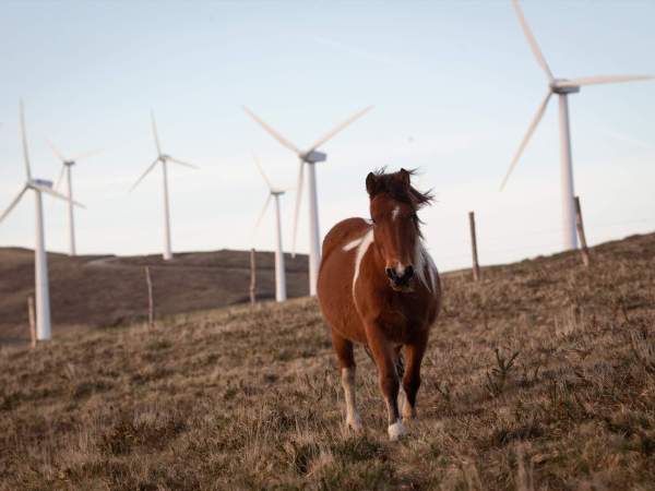 EuropaPress 5829867 caballo pasea parque eolico vilacha 15 marzo 2024 lugo galicia espana dicho