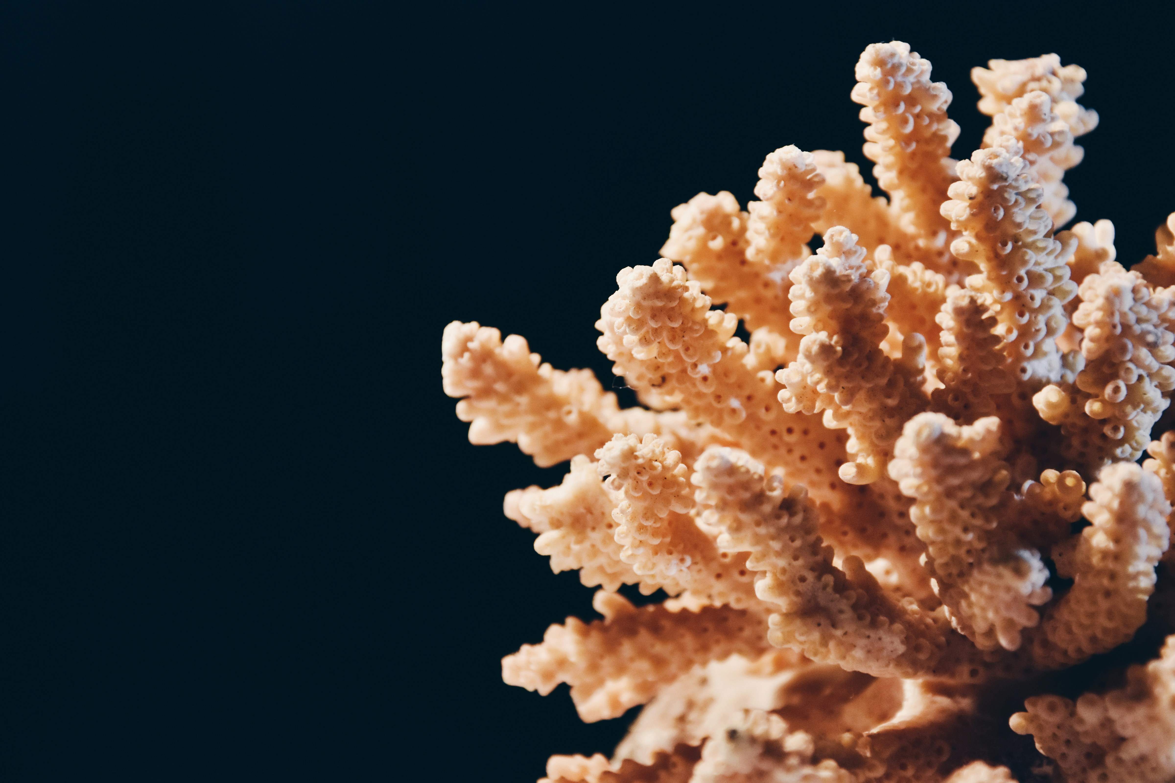 Blanqueo masivo de los corales por todo el mundo por el aumento de la temperatura de los océanos
