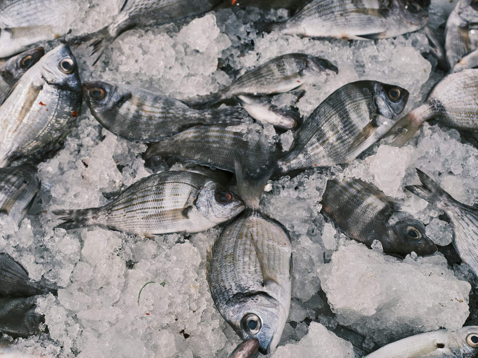 ¿Es saludable el pescado congelado?