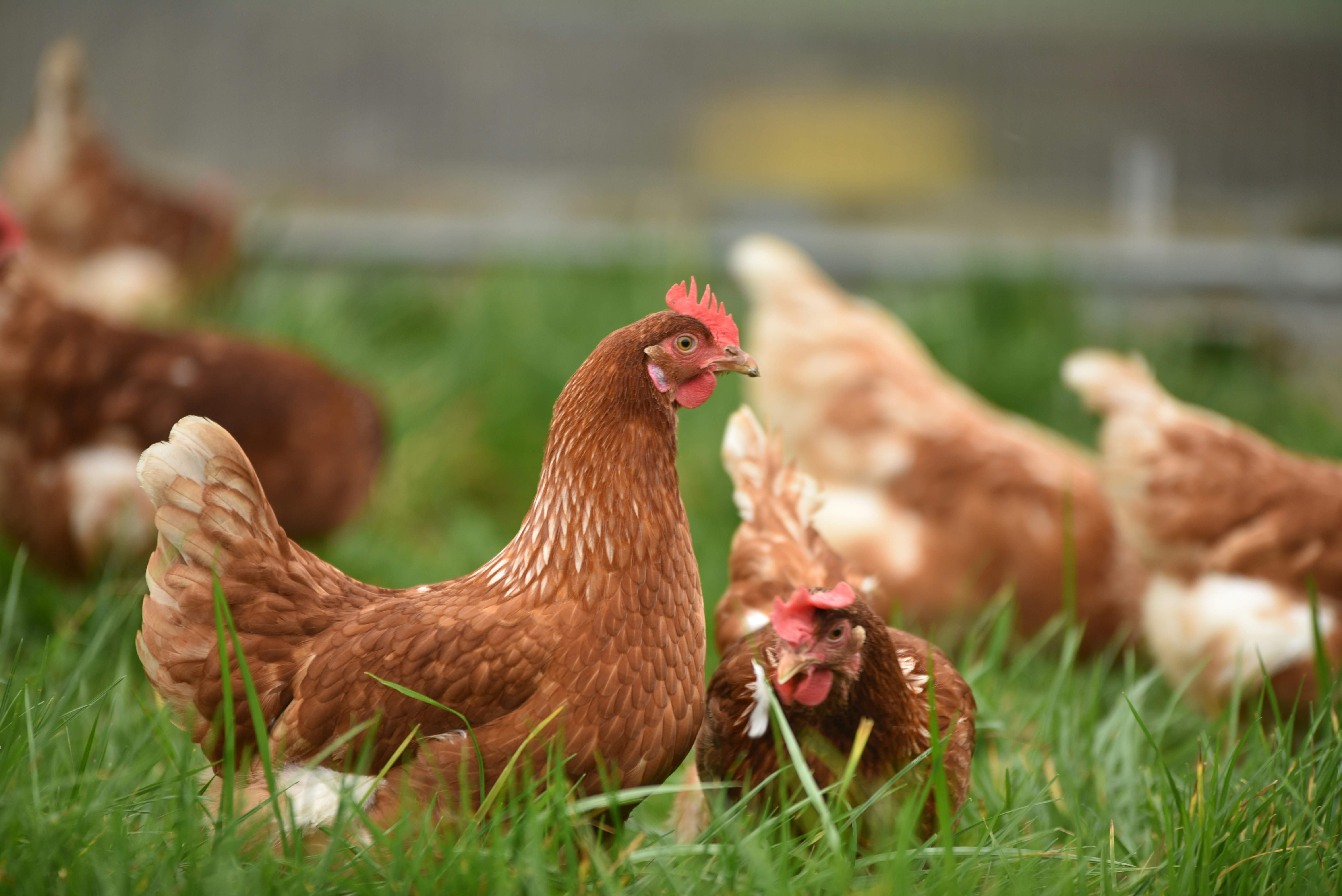 "Enorme preocupación" de la OMS por el riesgo de transmisión de la gripe aviar a humanos