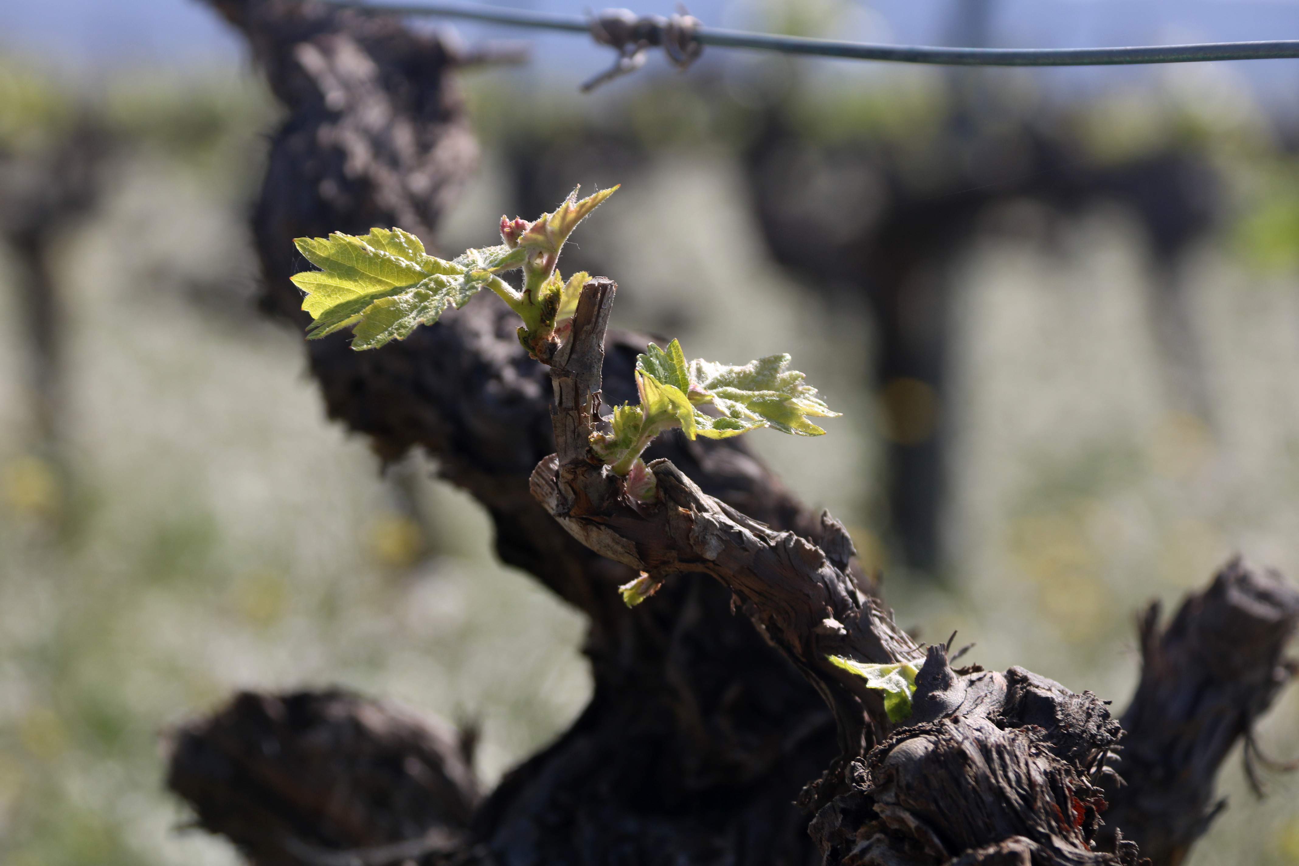 Viña vieja o viña nueva: ¿cuál da mejores vinos y por qué?