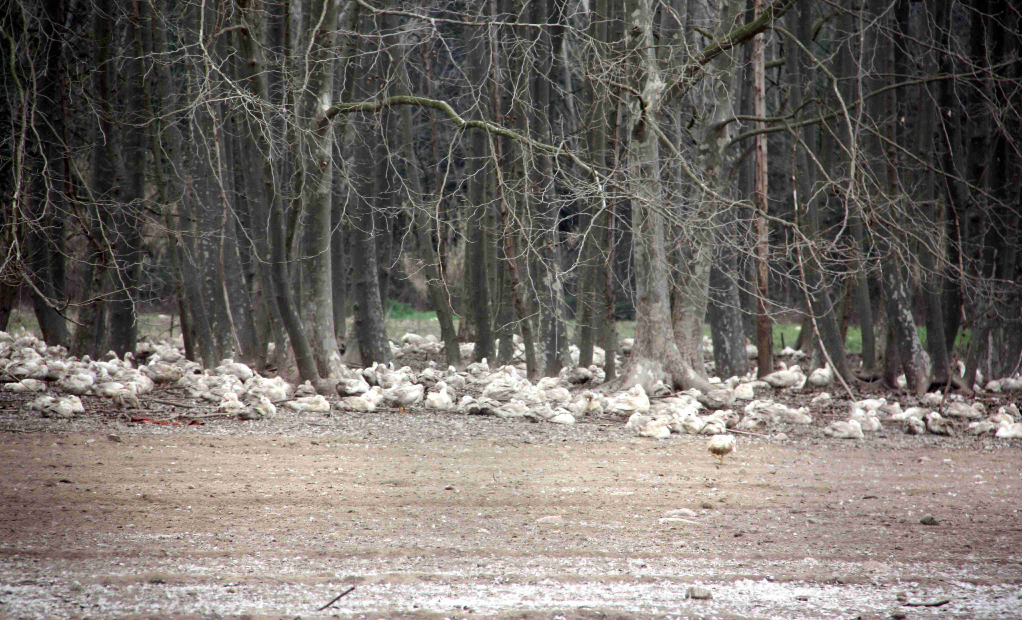 Alerta por gripe aviar en las Terres de l'Ebre: confinan 22 granjas y 180 autoconsumos