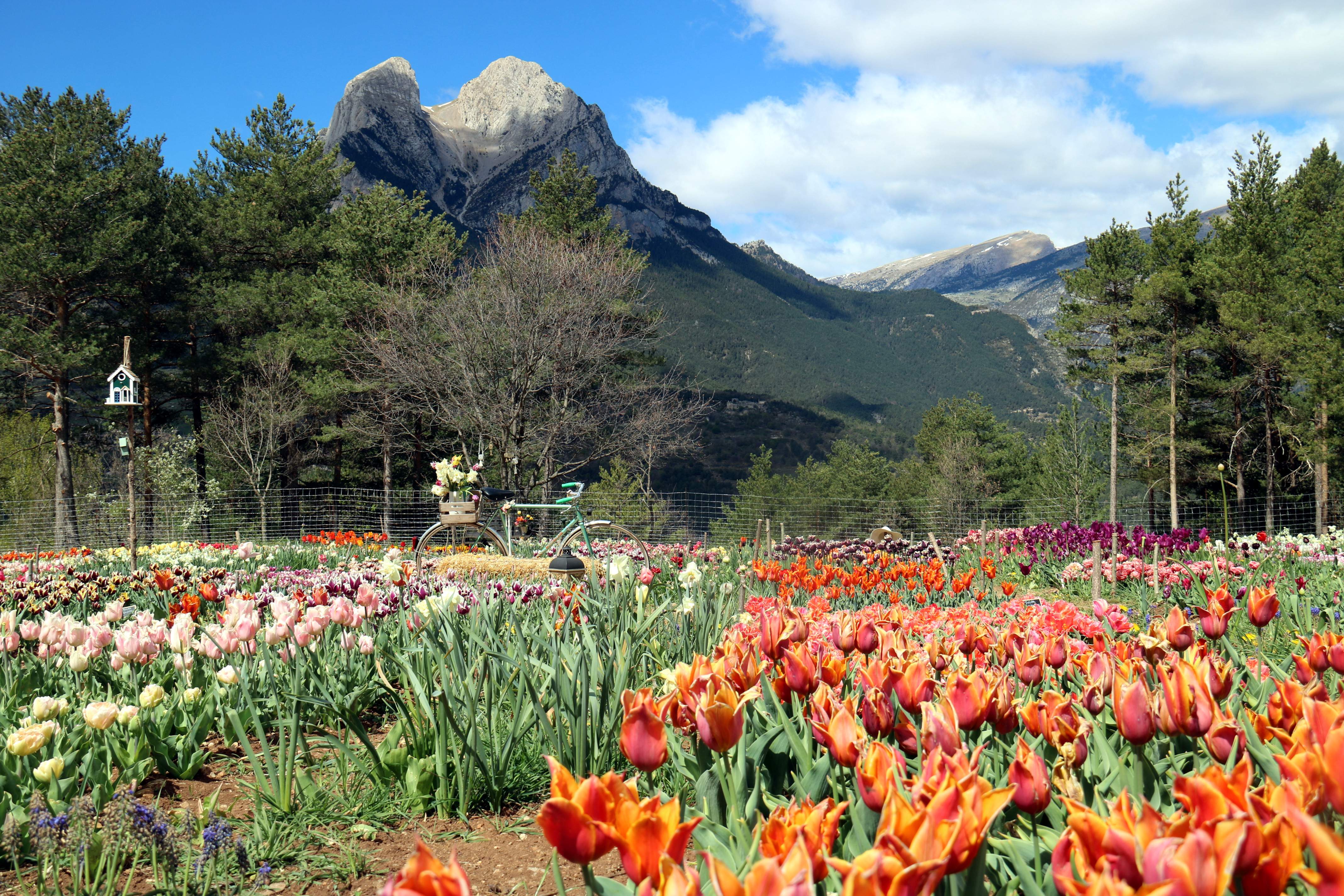 ‘El petit Keukenhof català’ provoca bogeria per les tulipes al Berguedà