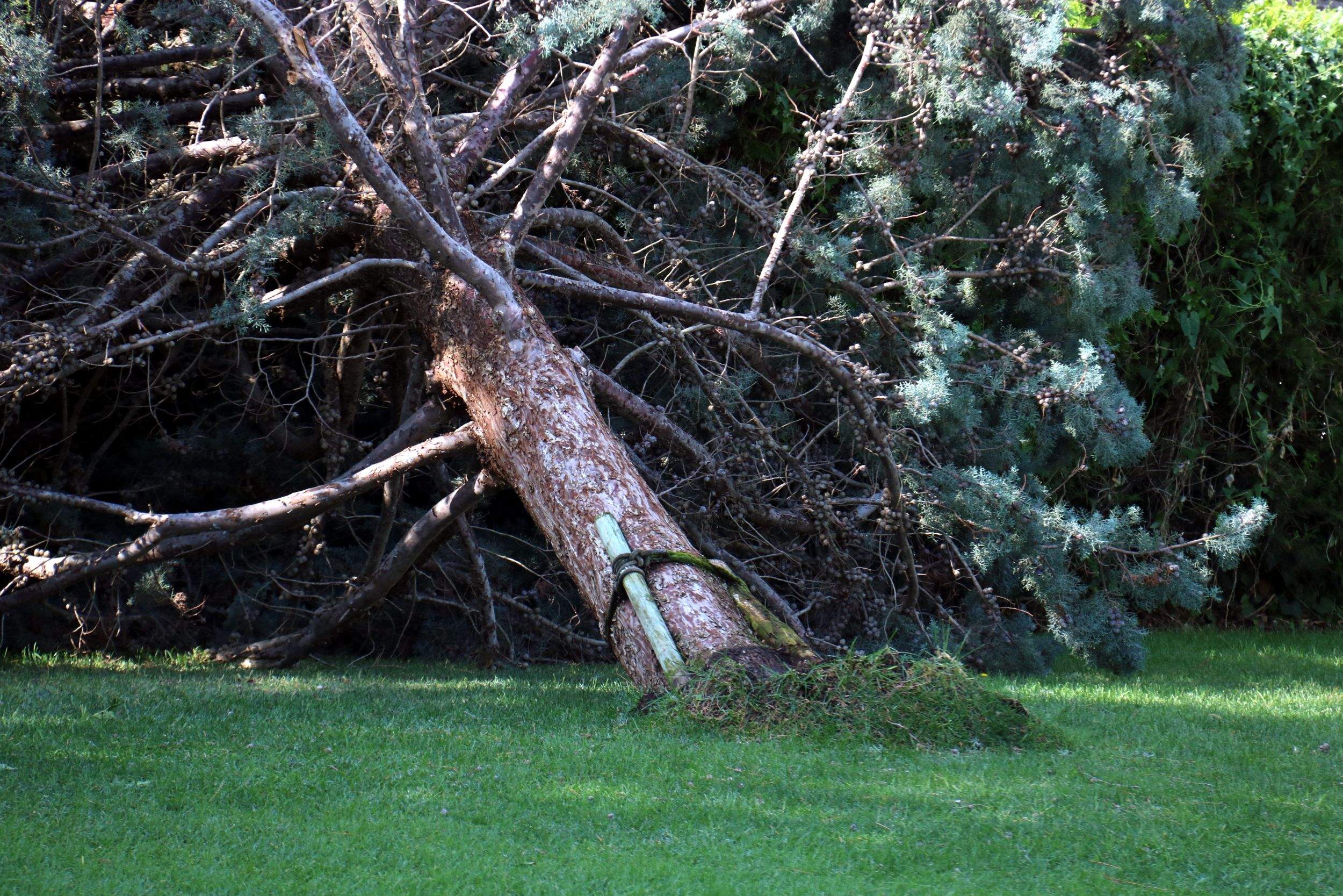 Dos heridos graves en Salou por la caída de un árbol