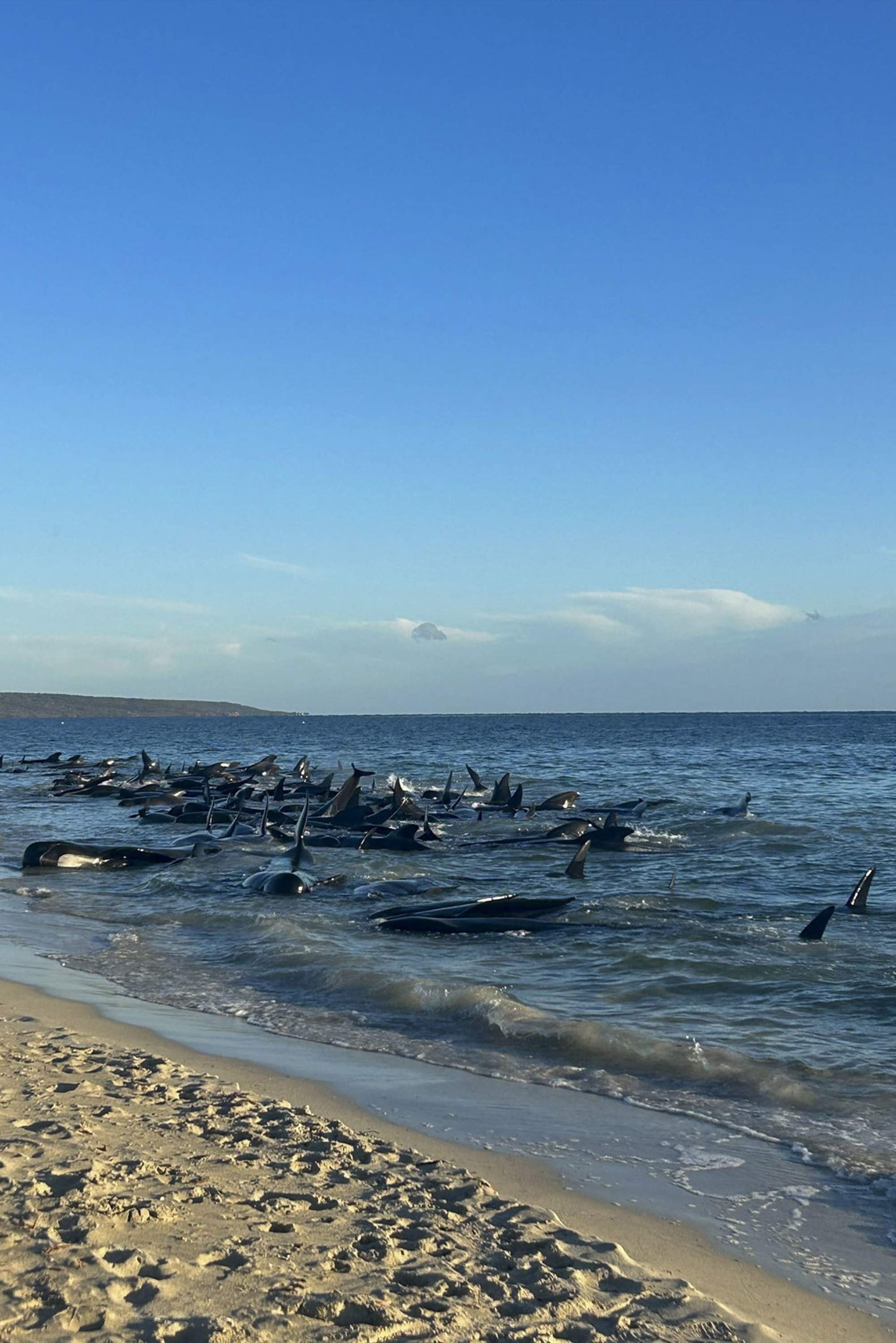 Impactantes imágenes de más de 150 calderones varados en una playa de Australia