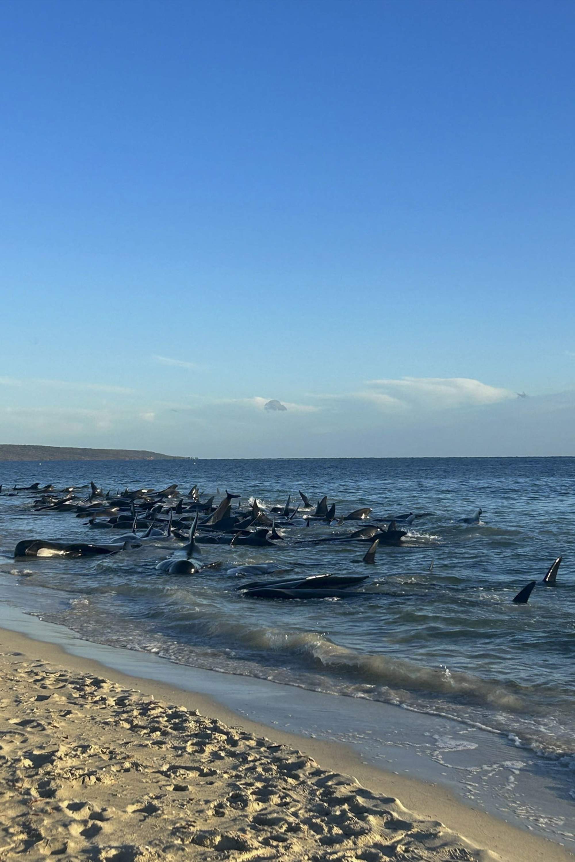 balenes platja austràlia