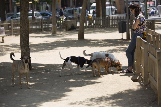 Perros - Sergi Alcazar