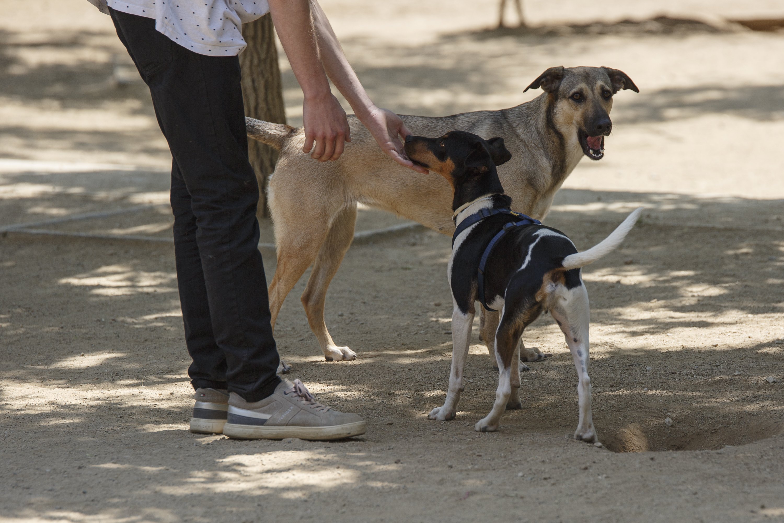 Los dueños de perros de Barcelona rechazan el plan de zonas donde los podrán llevar desatados