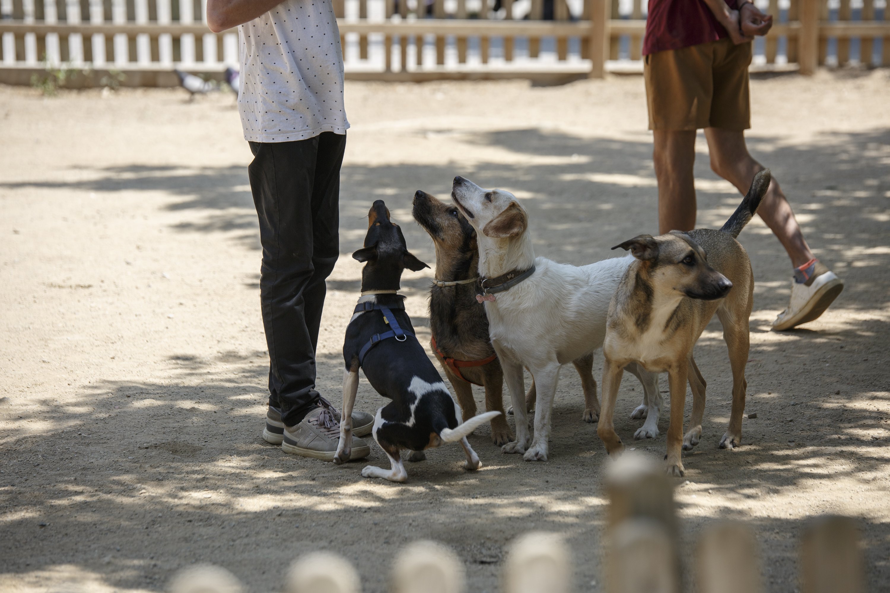 Polémica canina en Barcelona: Los perros reivindican su espacio