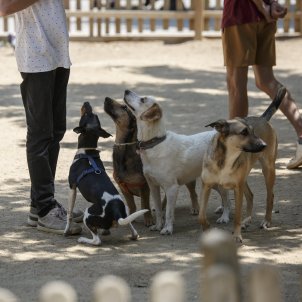 Polémica canina en Barcelona: perros reivindican su espacio