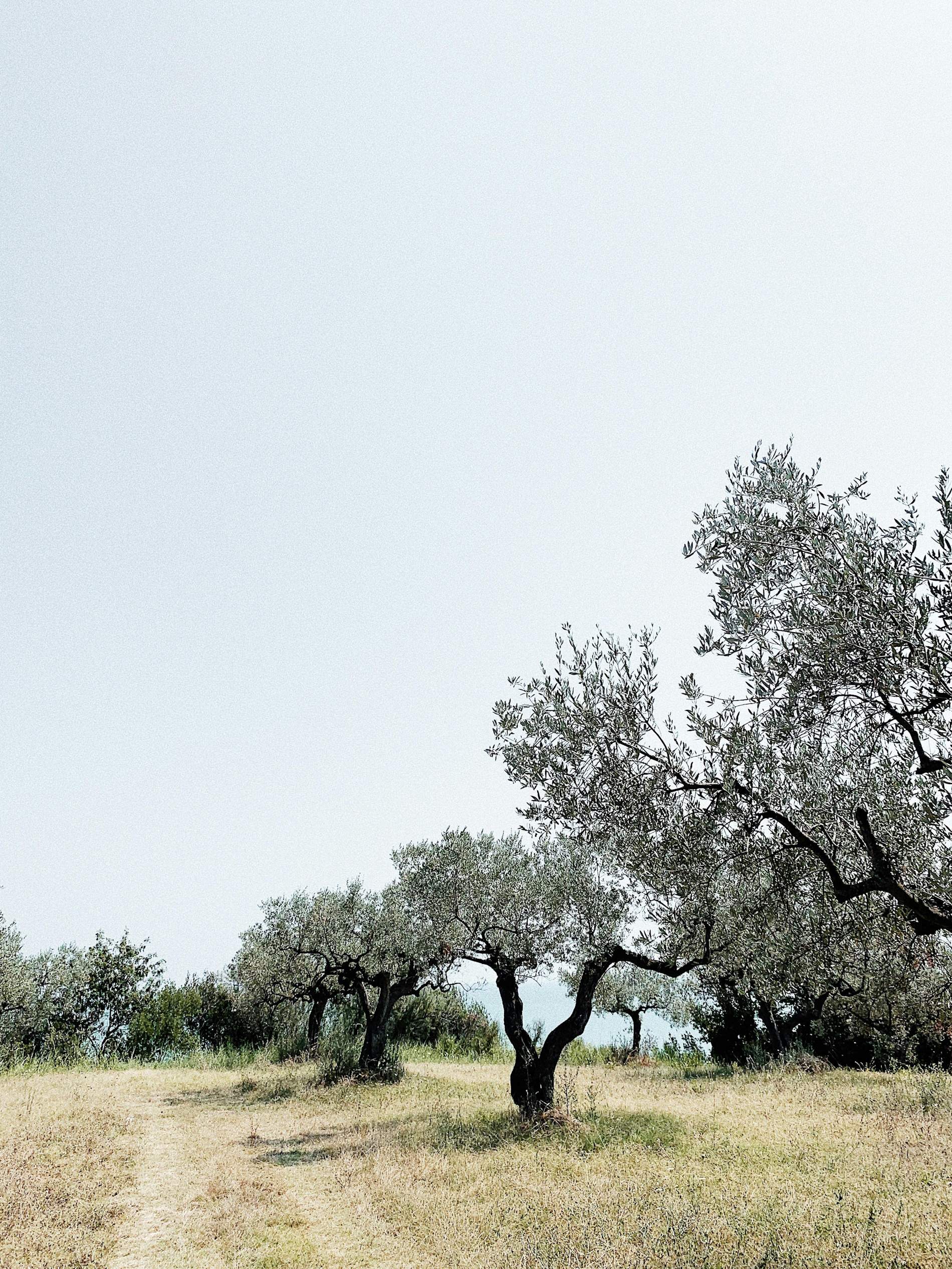 El paisaje del olivar impulsa la actividad de alojamiento en centenares de pueblos españoles