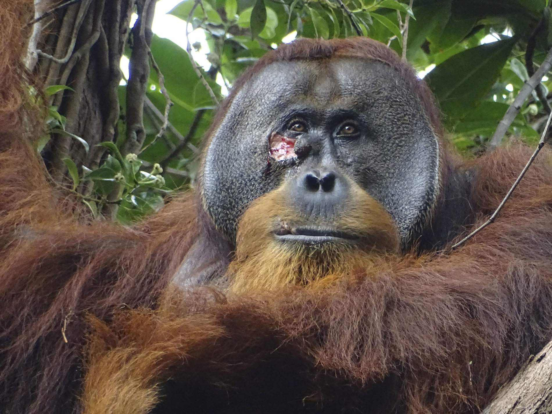 El comportament fascinant d'un orangutan: així es cura una ferida