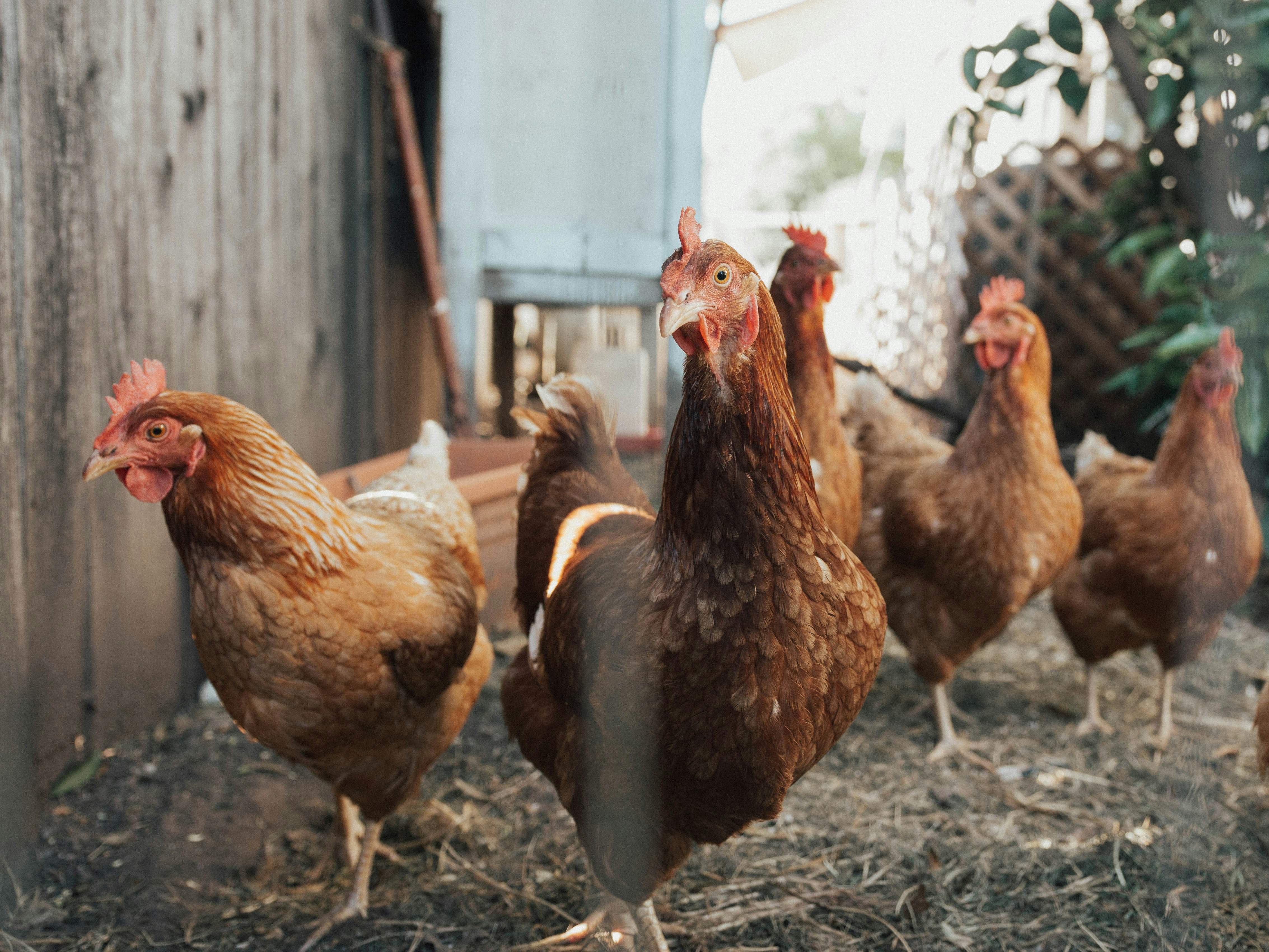 Gallines, grip aviaria / Unsplash, Ben Moreland