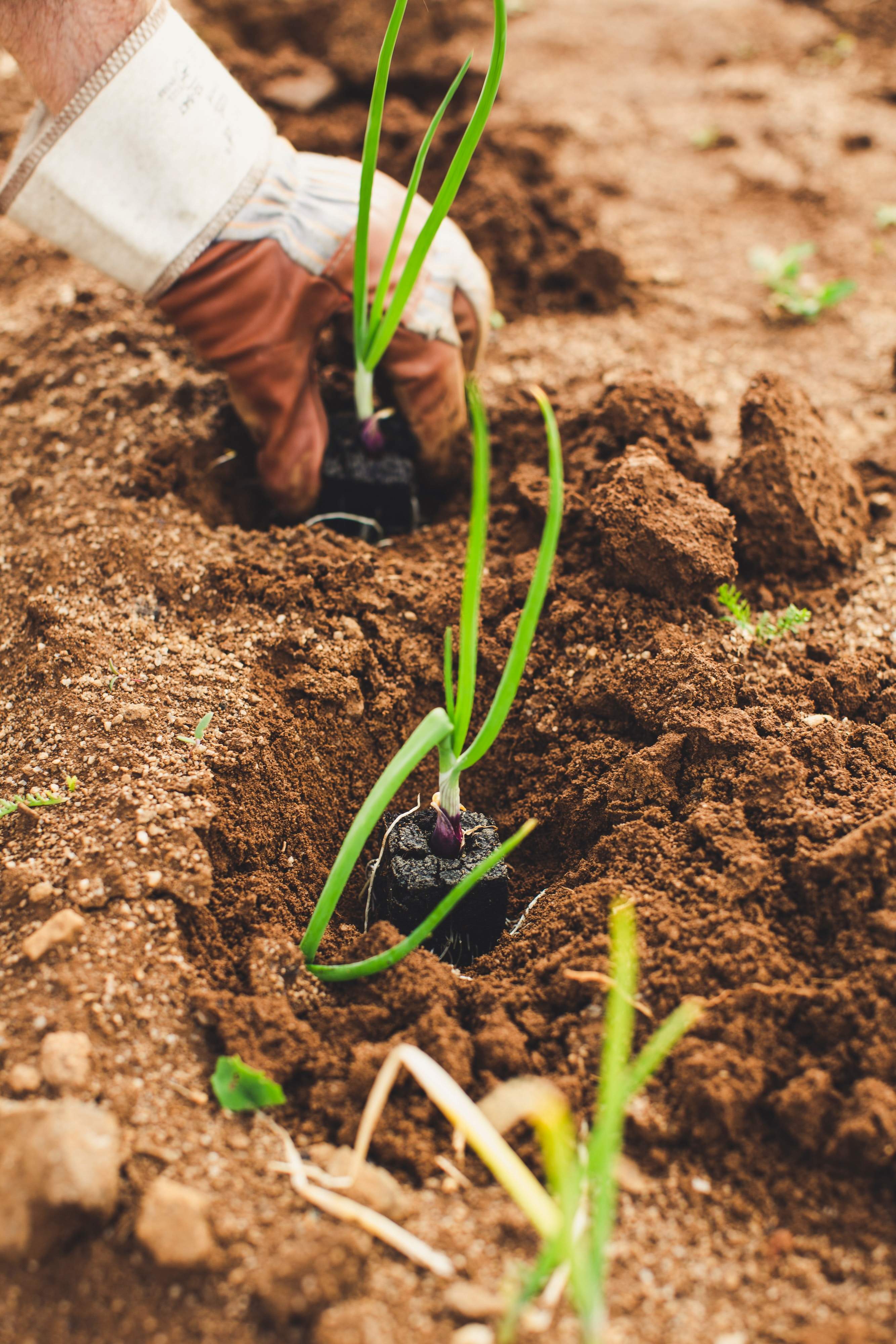 Agricultura. Unsplash