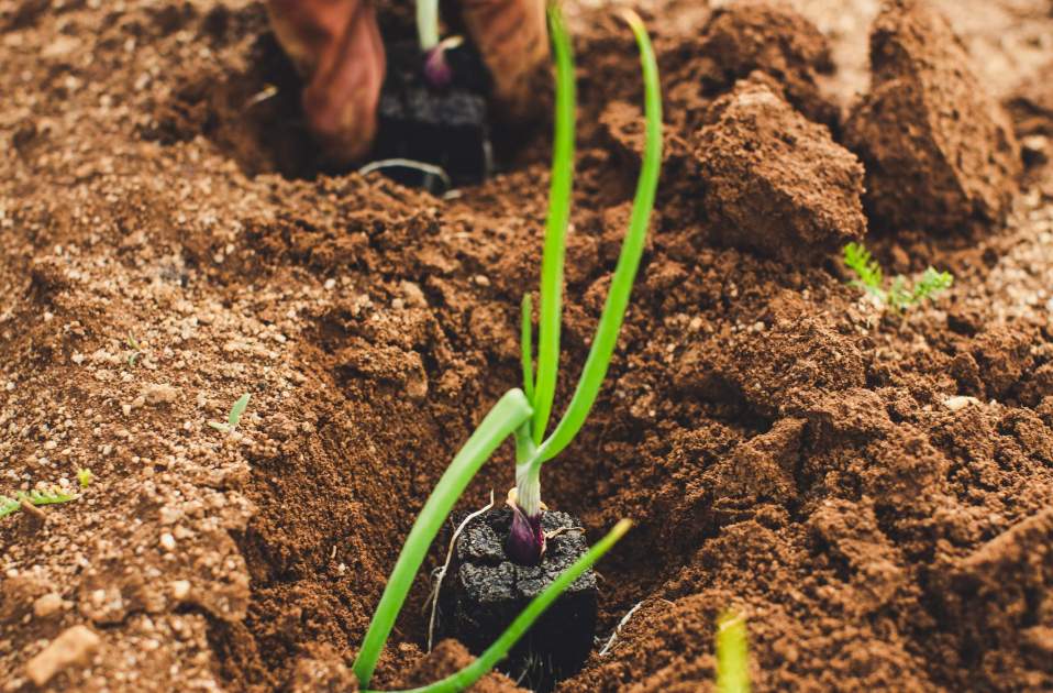 Agricultura. Unsplash Agricultura. Unsplash
