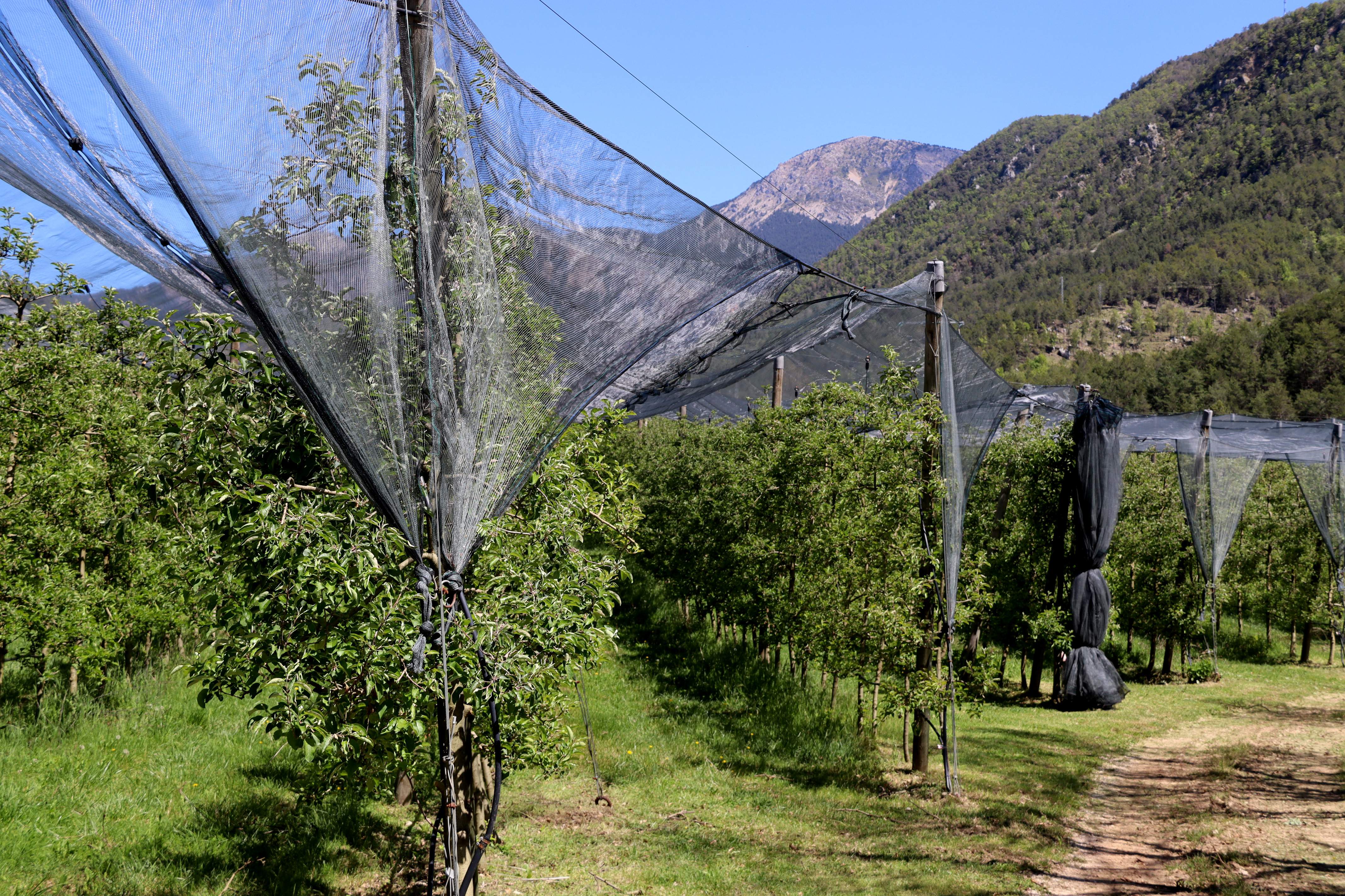 Las heladas tardías sentencian a muerte el 100% de la producción de manzana del Prepirineu y Pirineu