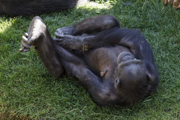 chimpancé bioparco valencia chimpancé bioparco valencia