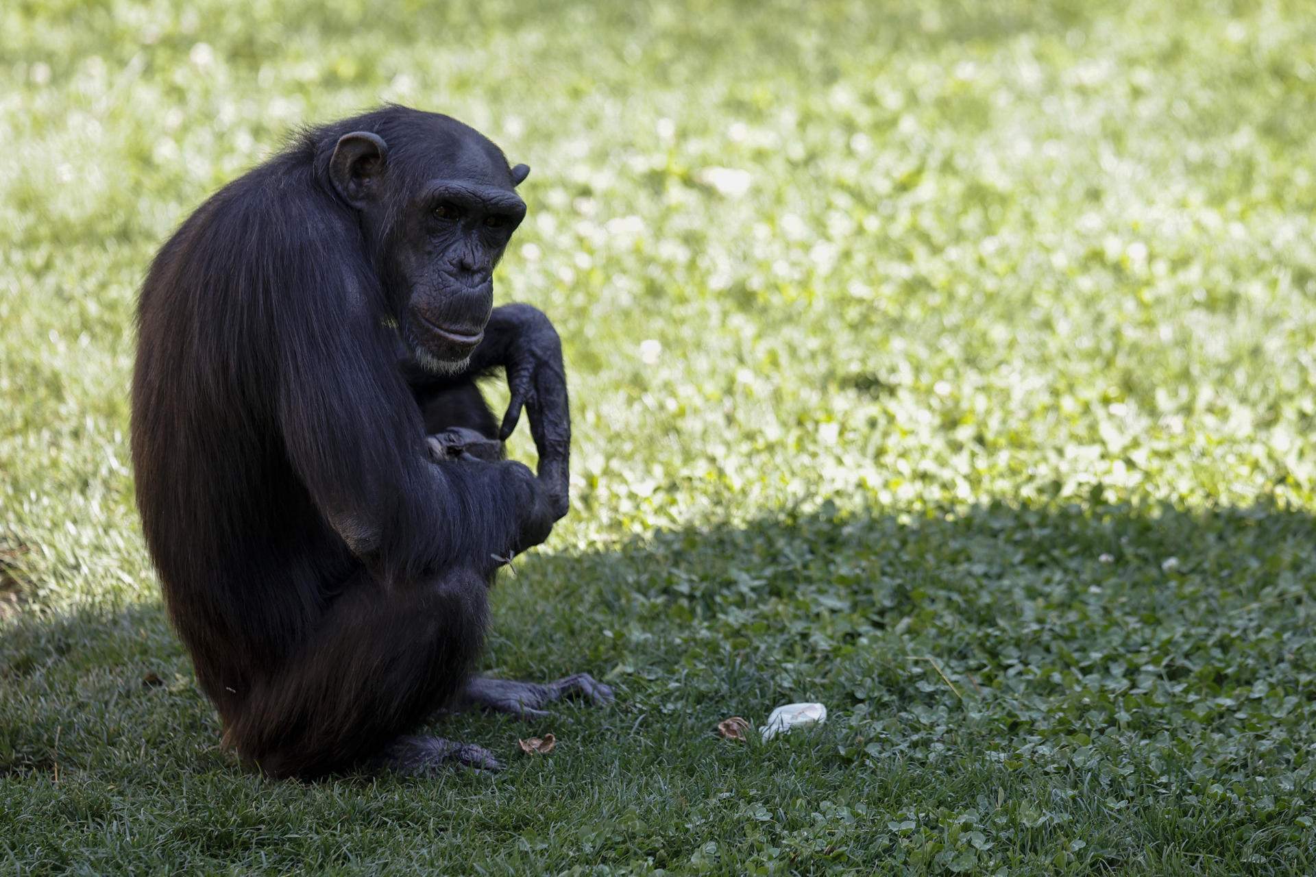 El colpidor dol d'una ximpanzé al Bioparc de València: tres mesos portant a coll el cadàver de la cria