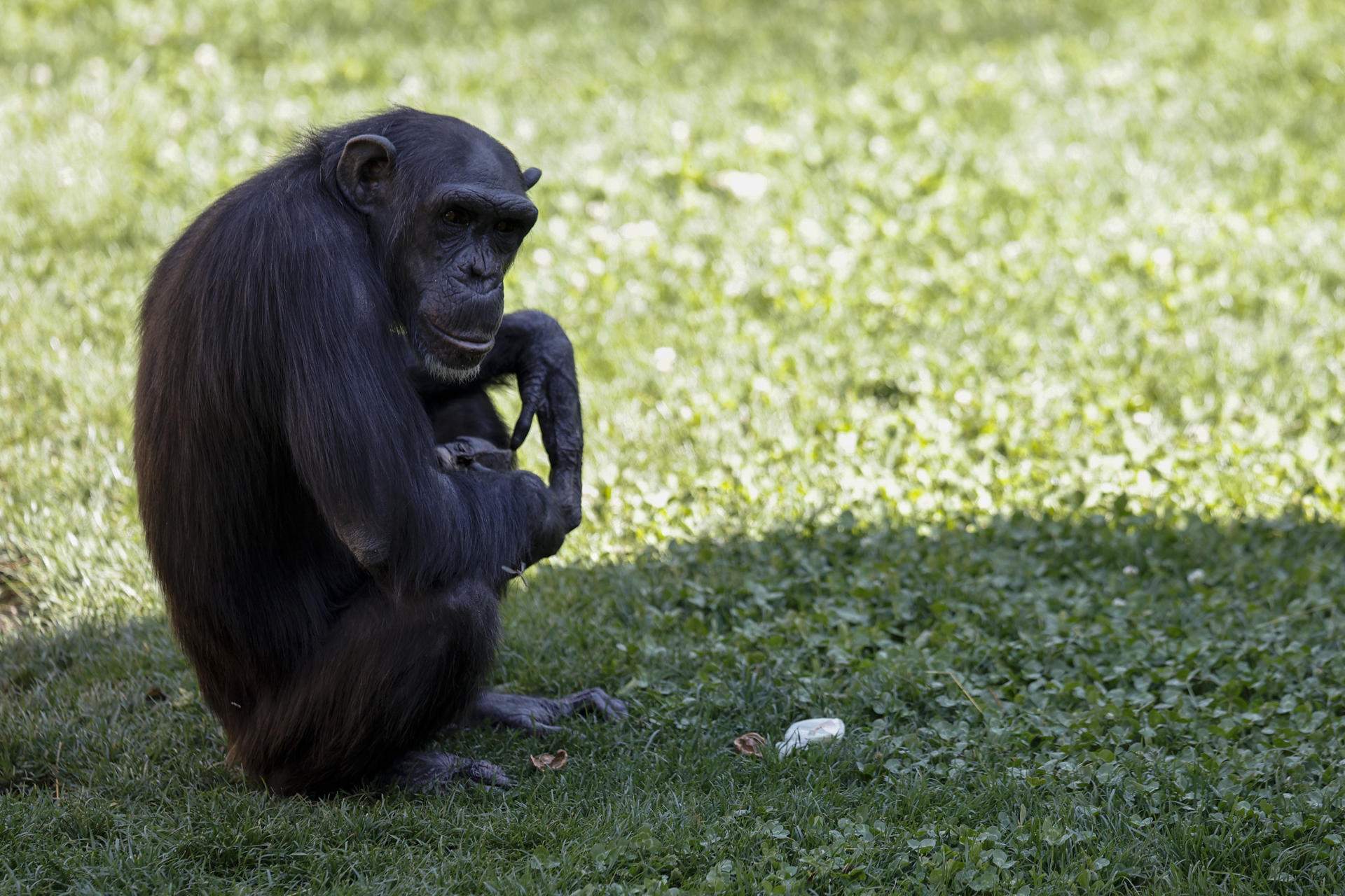 El luto de una chimpancé en el Bioparc de València: tres meses cargando el cadáver de la cría
